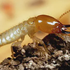 Genome Mining of Novel Enzymes and Bioactives from Termite Gut Microbes